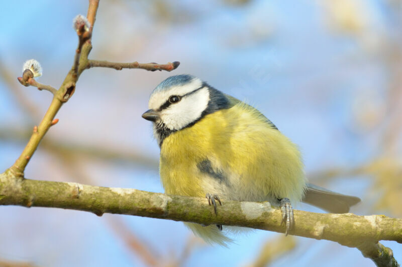 Mésange bleue