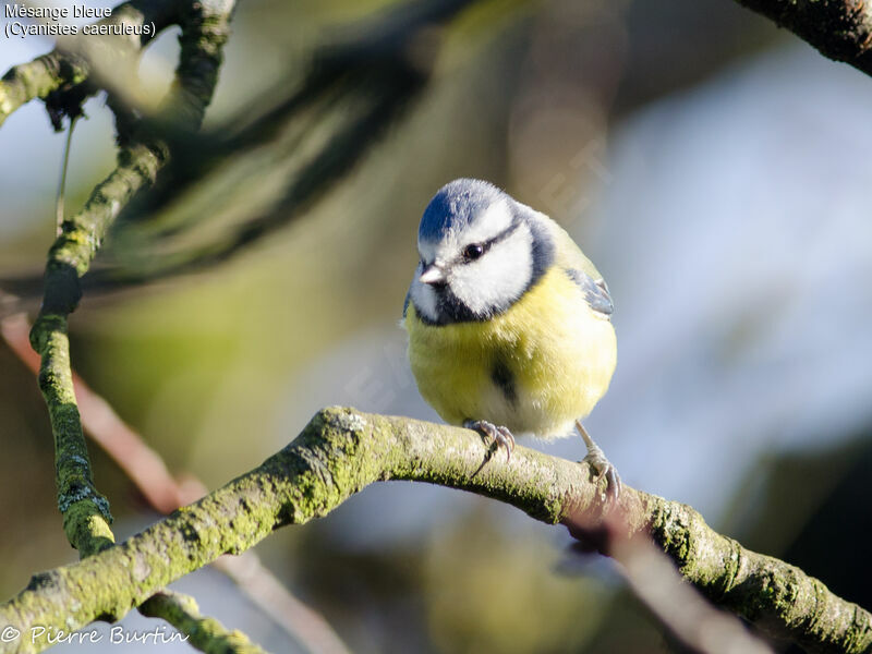 Mésange bleue