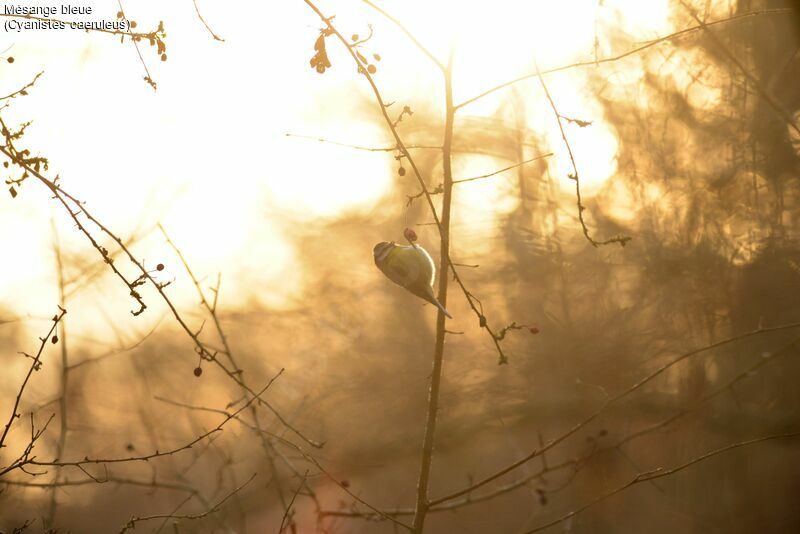 Eurasian Blue Tit