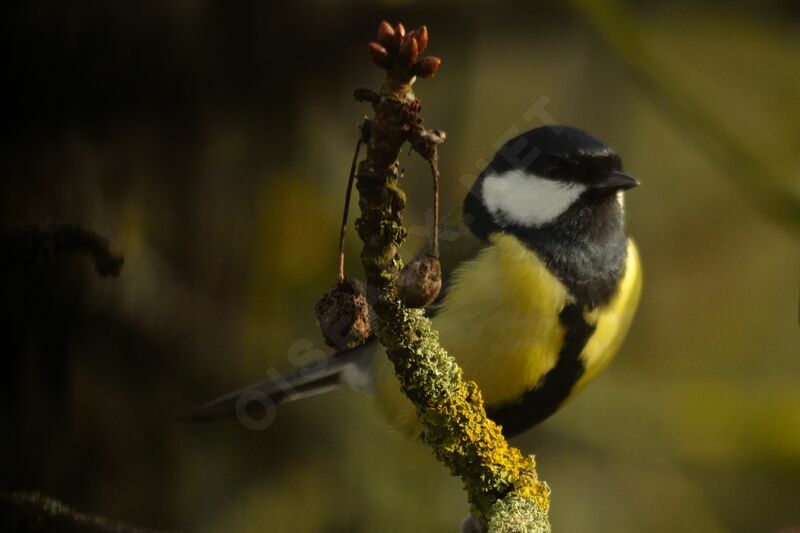 Great Tit