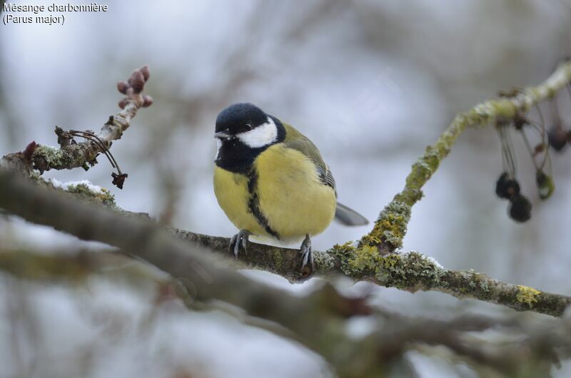 Great Tit