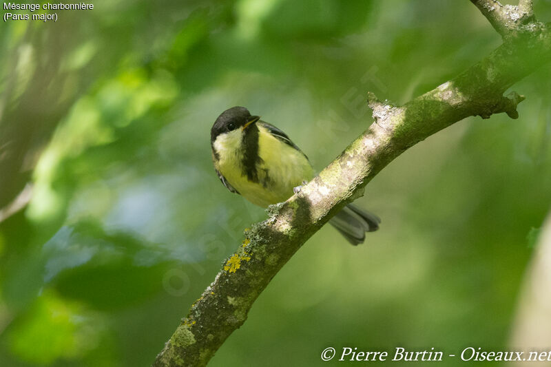 Mésange charbonnière