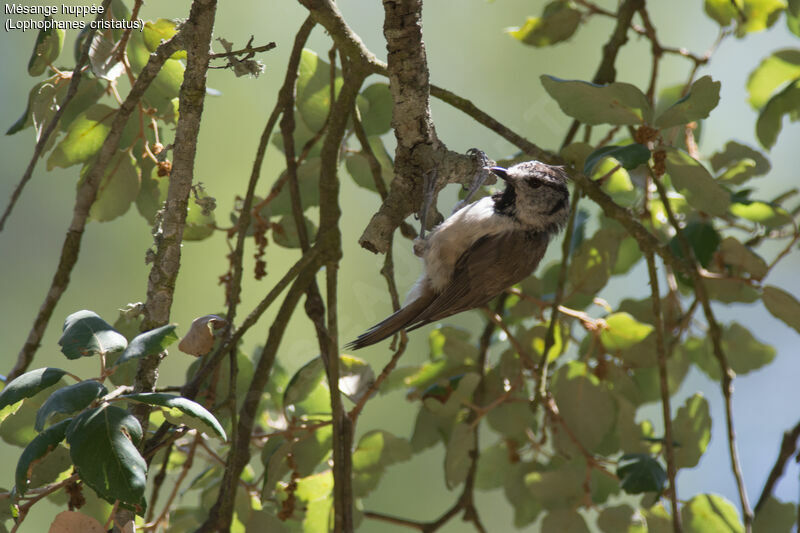 Crested Tit