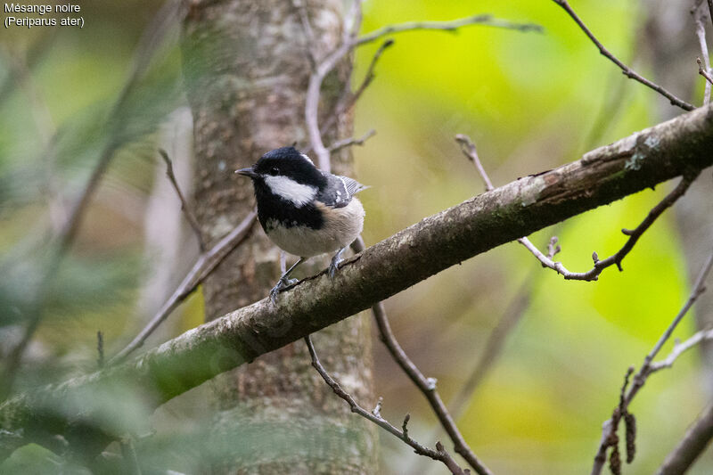 Coal Tit, habitat