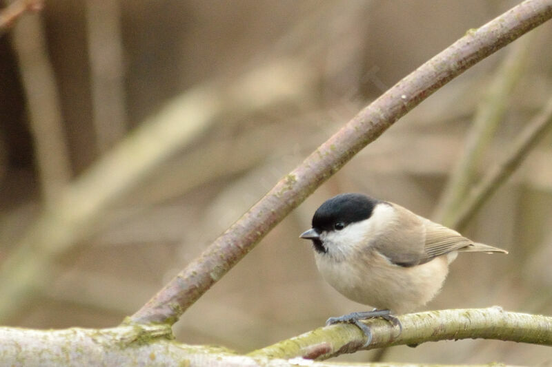 Mésange nonnette