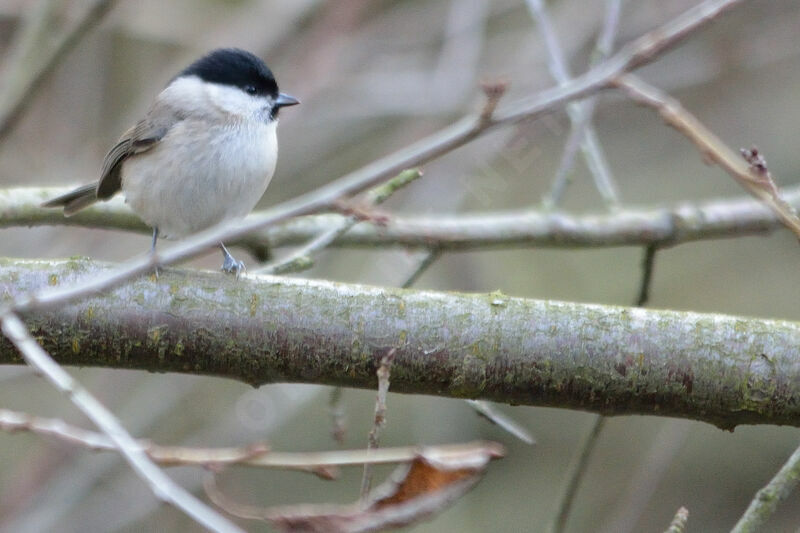 Marsh Tit