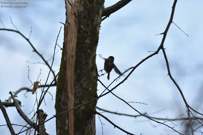 Mésange nonnette