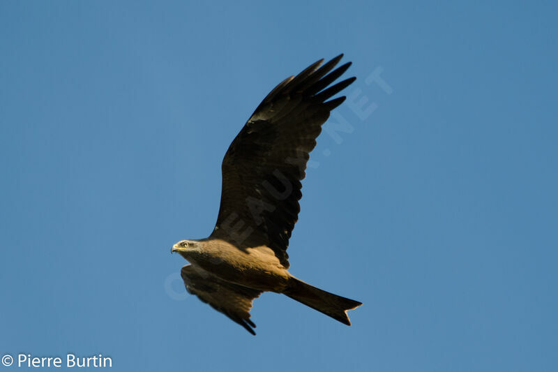 Black Kite