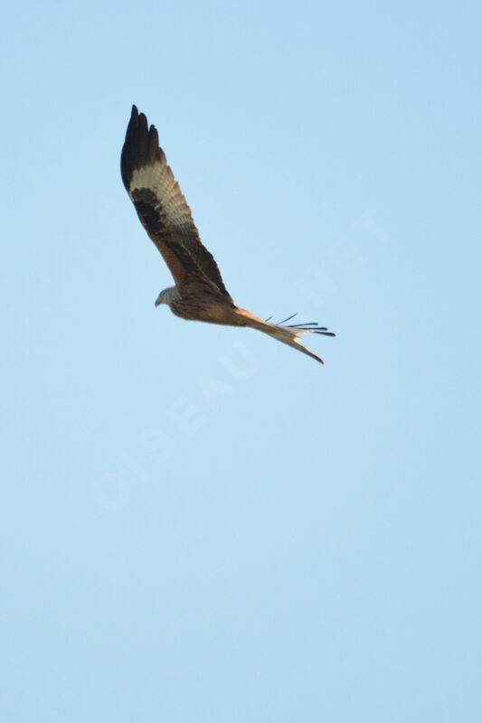 Red Kite