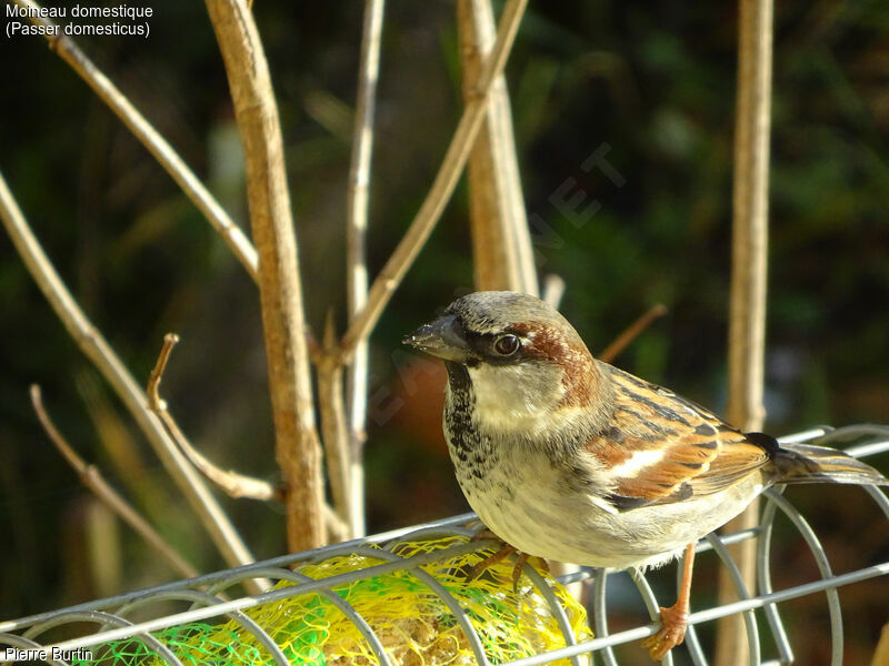 Moineau domestique