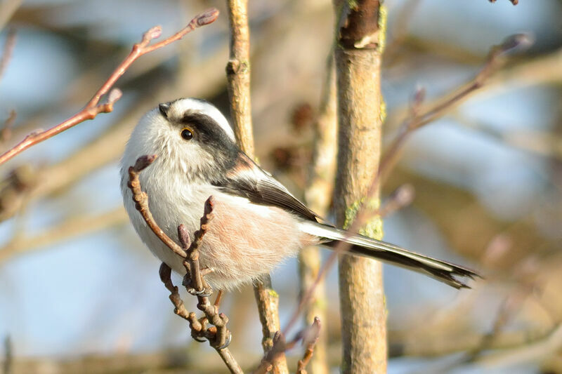 Long-tailed Tit