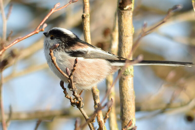 Long-tailed Tit