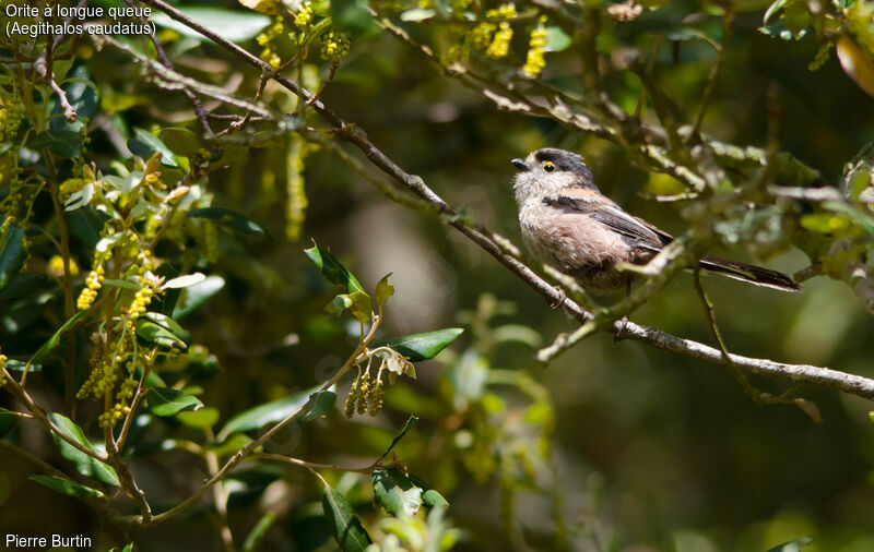 Long-tailed Tit