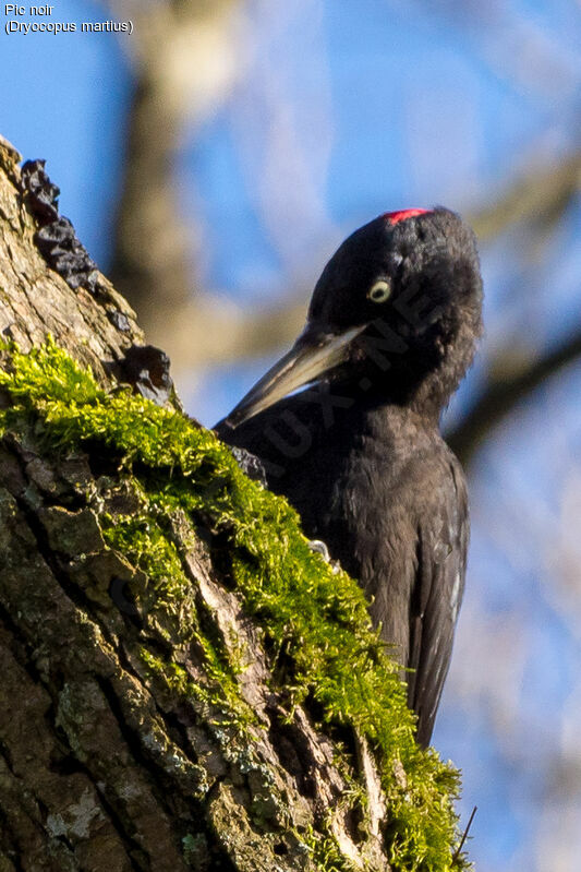 Black Woodpecker male