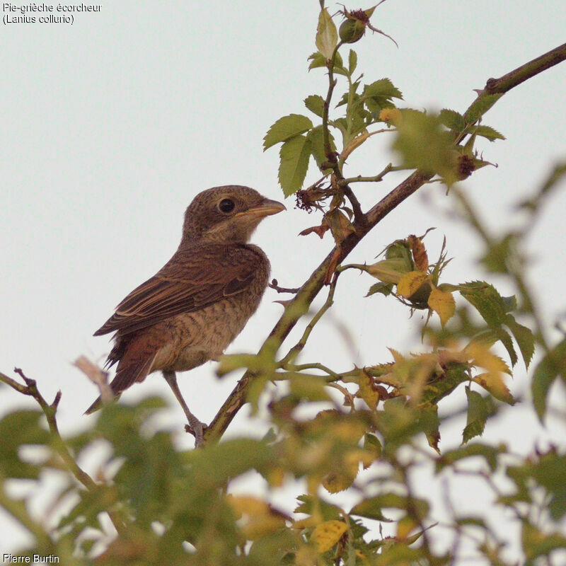 Red-backed Shrike