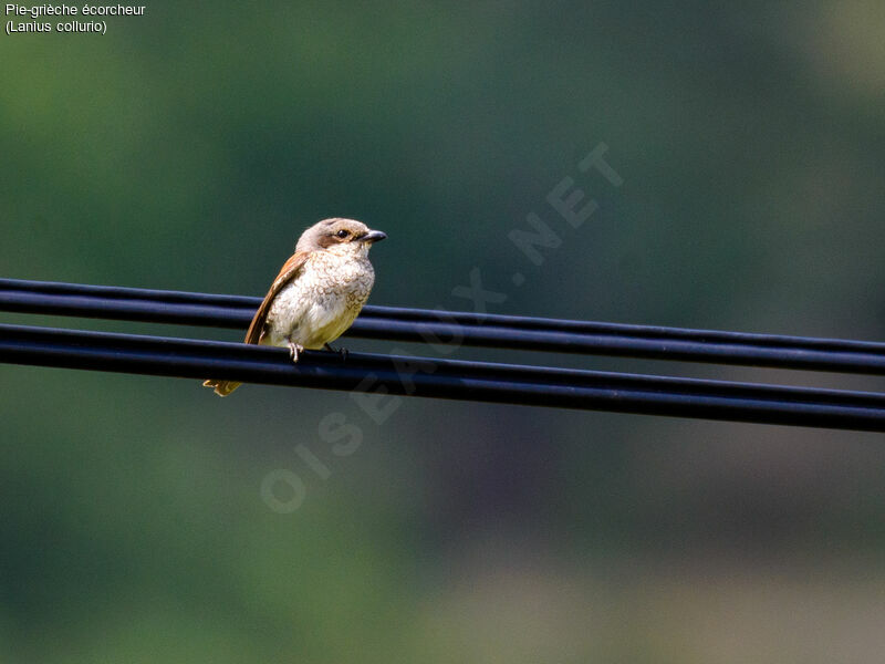 Red-backed Shrikejuvenile