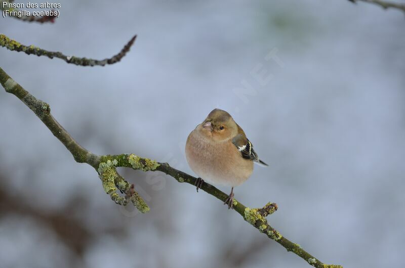 Eurasian Chaffinch