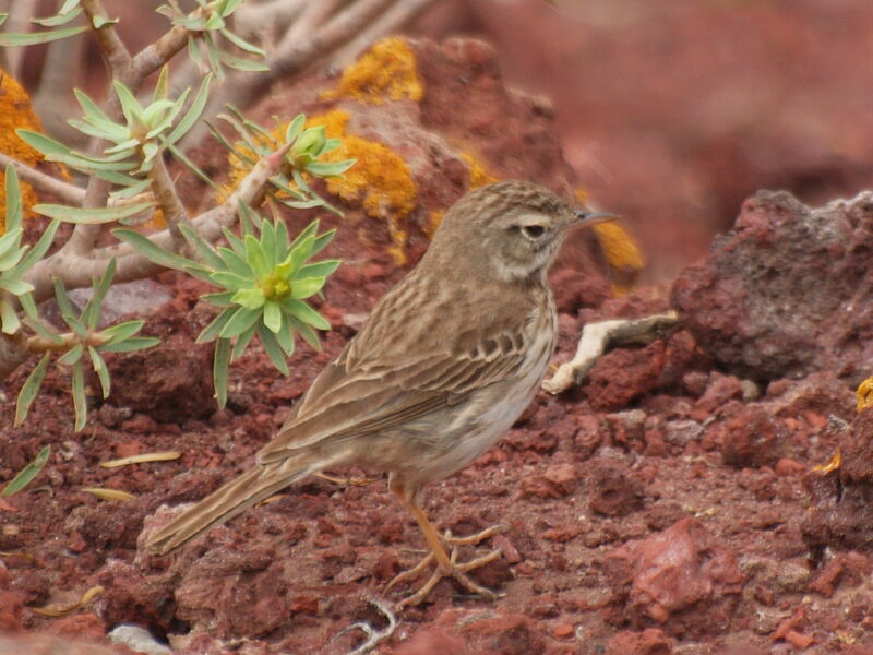 Berthelot's Pipit