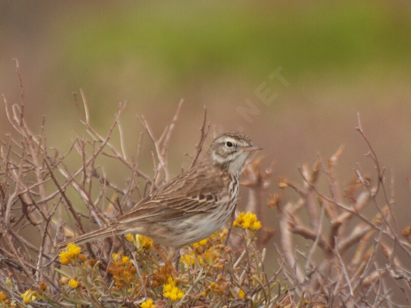 Berthelot's Pipit