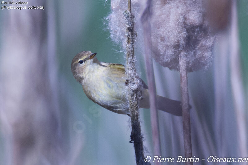 Common Chiffchaff