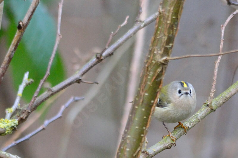 Goldcrest