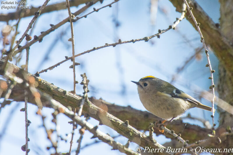 Goldcrest