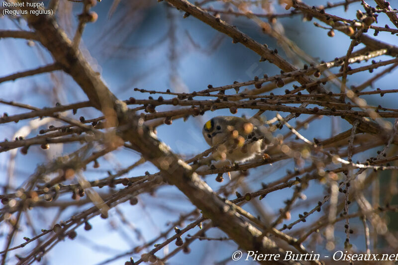 Goldcrest