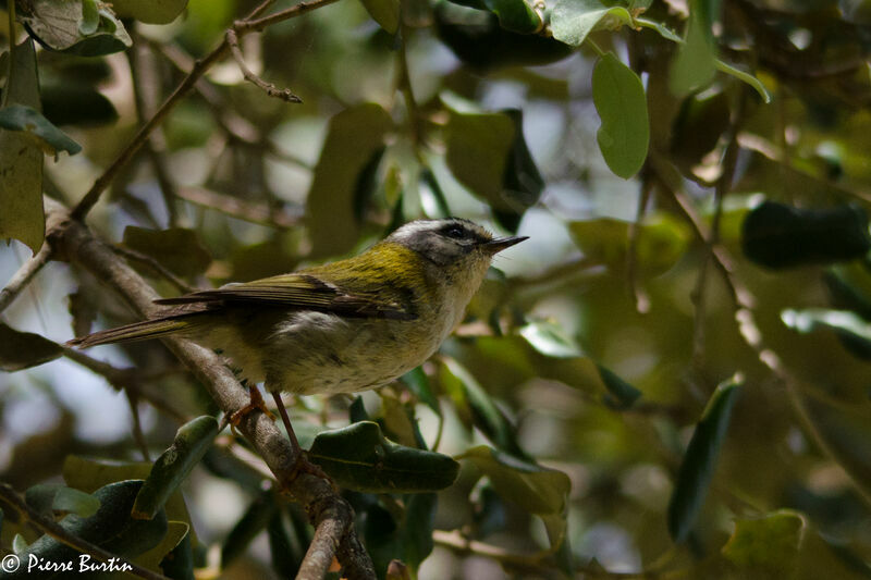 Common Firecrest