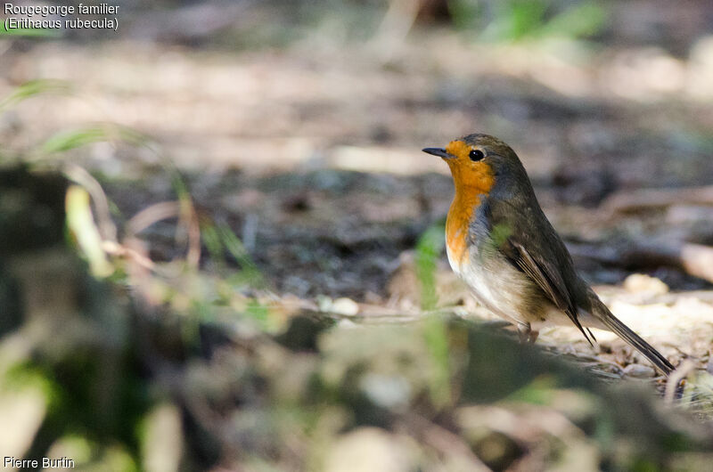 European Robin