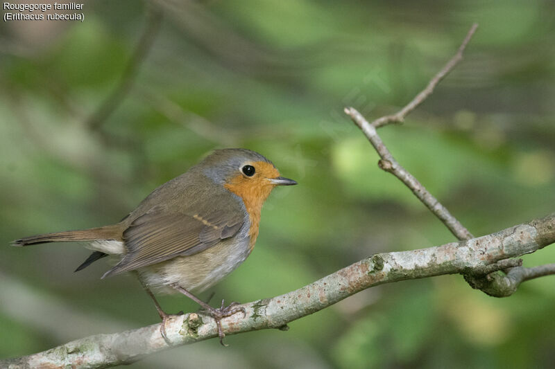 European Robin