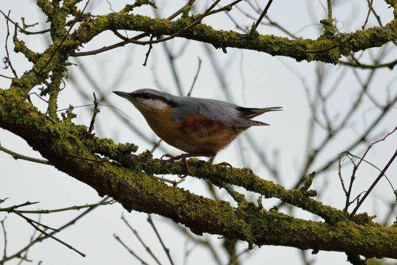 Eurasian Nuthatch