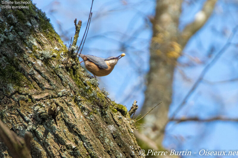 Eurasian Nuthatch