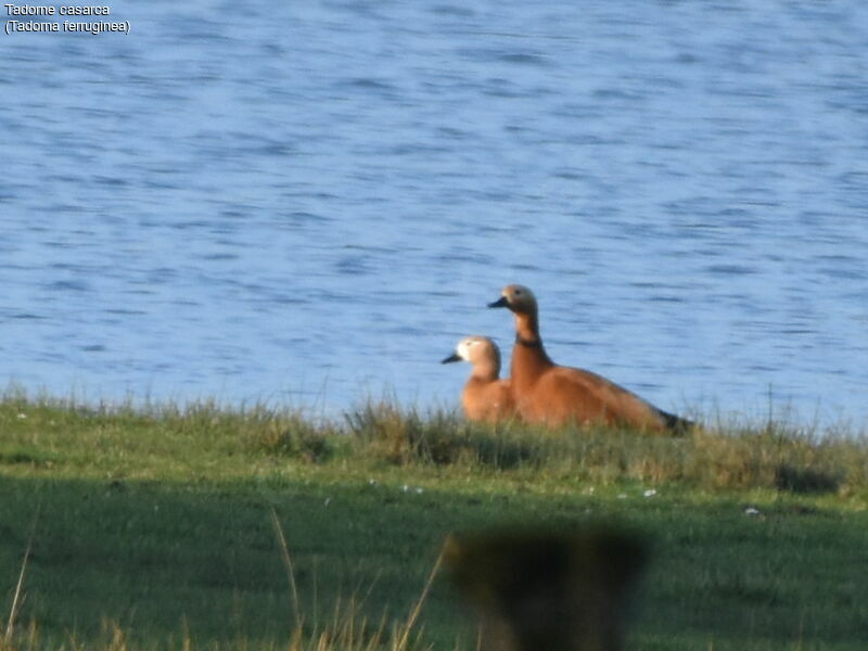 Ruddy Shelduck