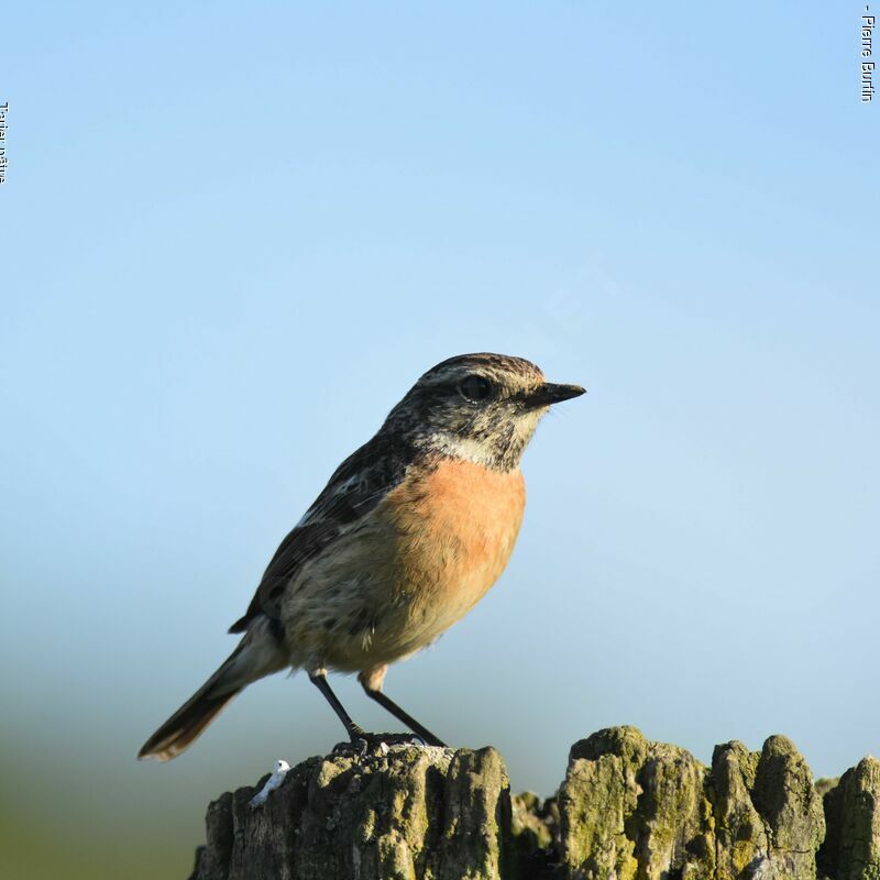 European Stonechat female