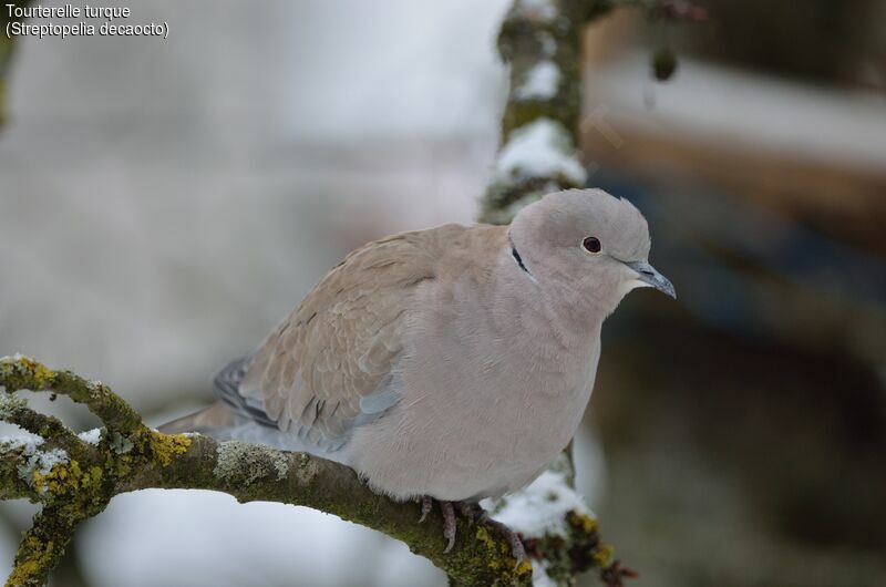 Eurasian Collared Dove