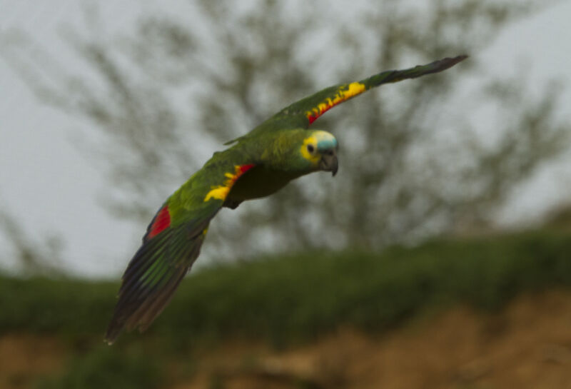 Amazone à front bleu