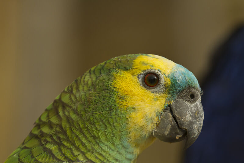 Turquoise-fronted Amazon