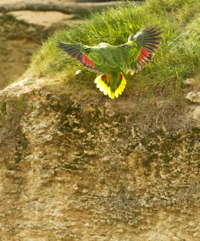 Turquoise-fronted Amazon