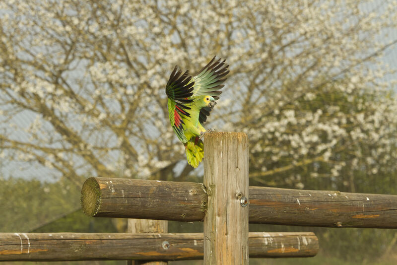 Amazone à front bleu, Vol