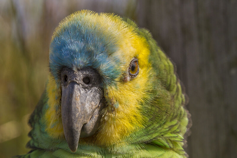 Turquoise-fronted Amazon