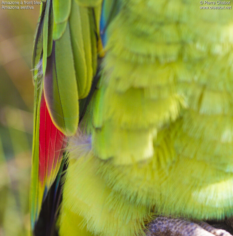 Turquoise-fronted Amazon