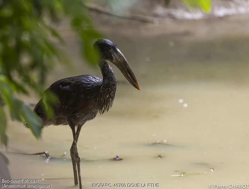 African Openbill