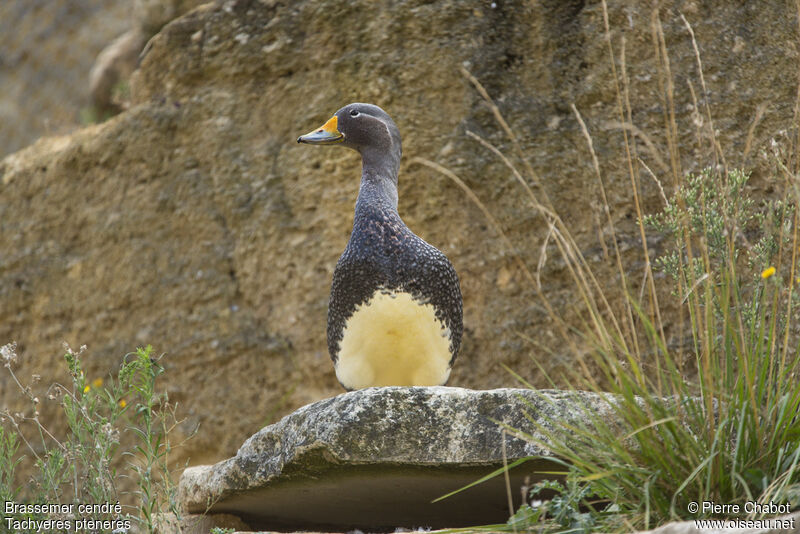 Fuegian Steamer Duck