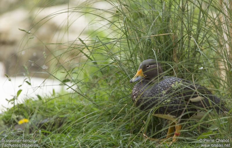 Fuegian Steamer Duck