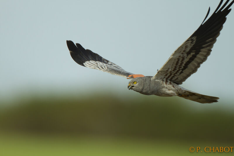 Montagu's Harrier