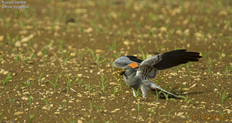 Montagu's Harrier