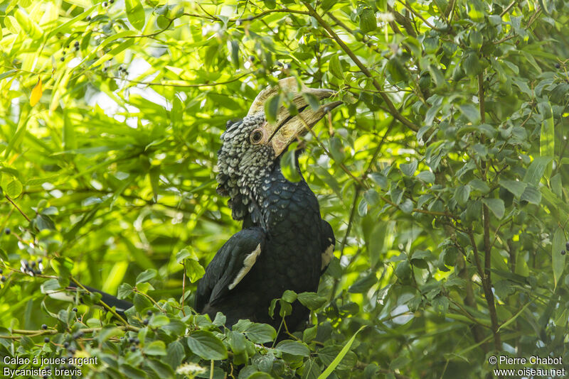 Silvery-cheeked Hornbill