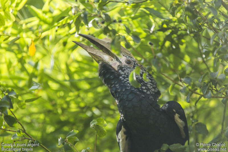 Silvery-cheeked Hornbill