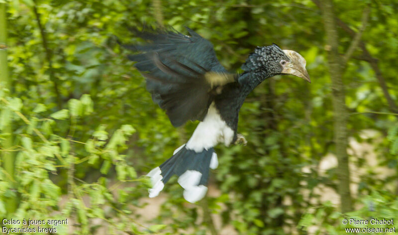 Silvery-cheeked Hornbill