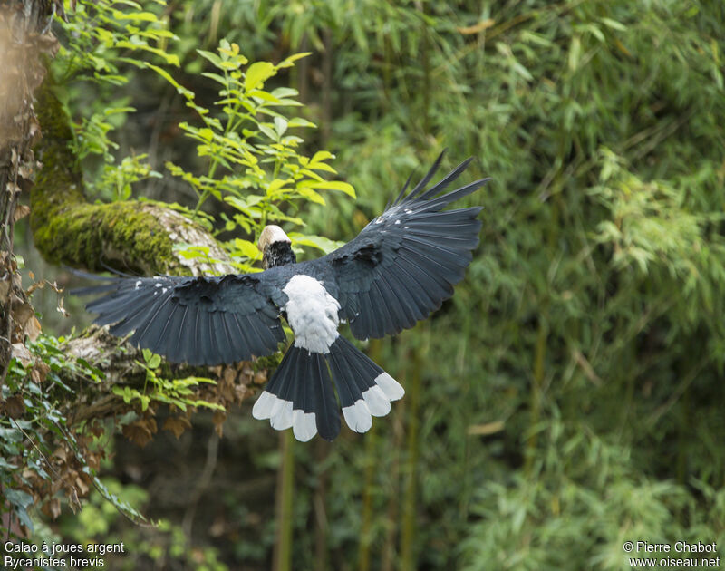 Silvery-cheeked Hornbill